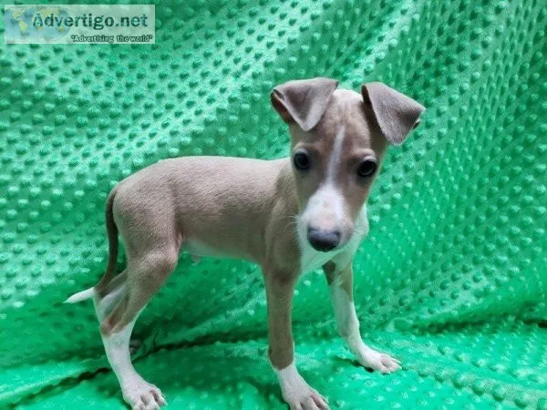 Italian Greyhound Puppies Now Ready For Adoption