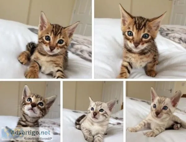 Bengal kittens from quality lines