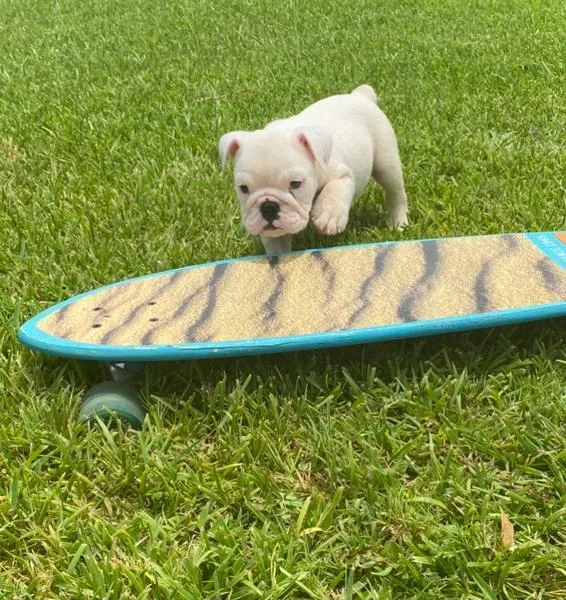 English Bulldog puppy