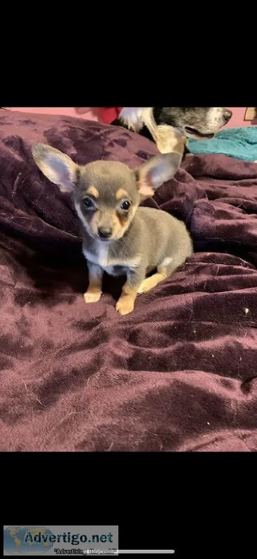 Chihuahua x corgi