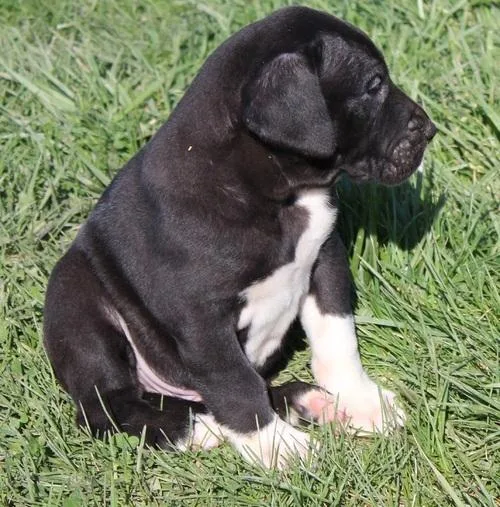 Absolutely Gorgeous Great dane Puppies For Sale
