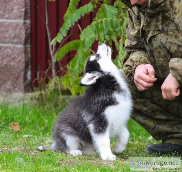 MF Blue eyes siberian husky puppies