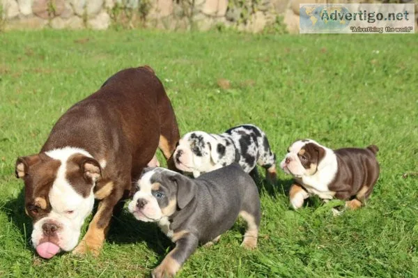 Adorable English Bulldog Puppies for sale