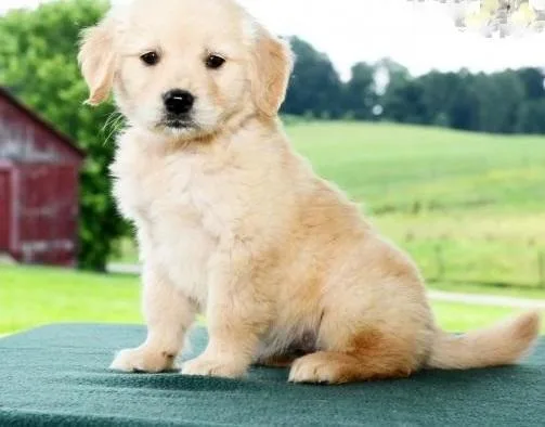 Golden Retrievers Puppies for Adoption