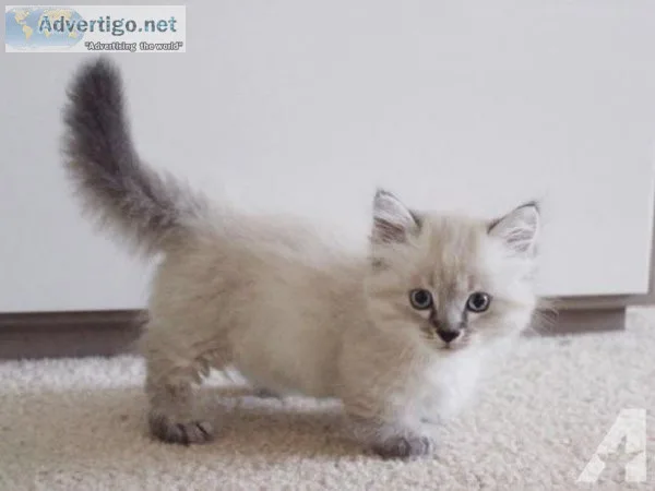 Munchkin kittens