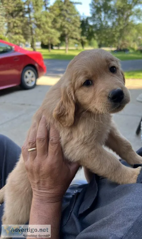Golden Retriever Puppies