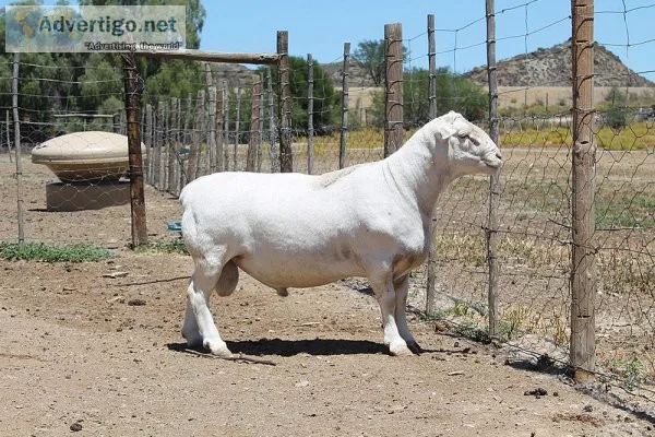 Dorper Sheep Dairy Sheep Merino Sheep