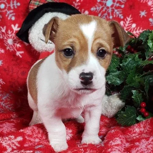 Wonderful Healthy Jack Russell Puppies for sale