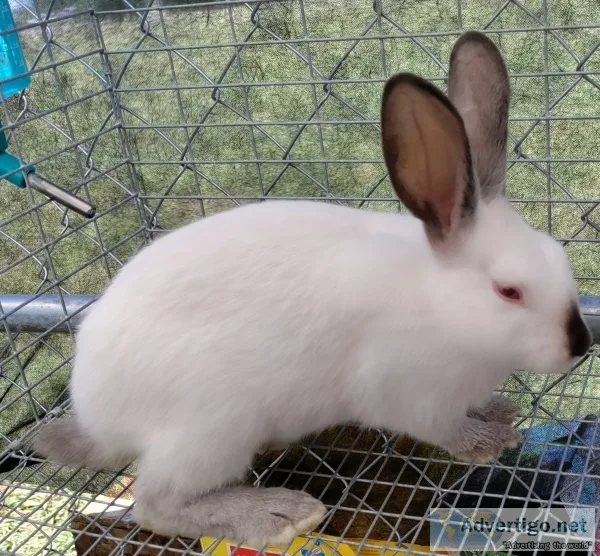 Rabbits - 3g californian does; holland bucks; lionhead pet; holl