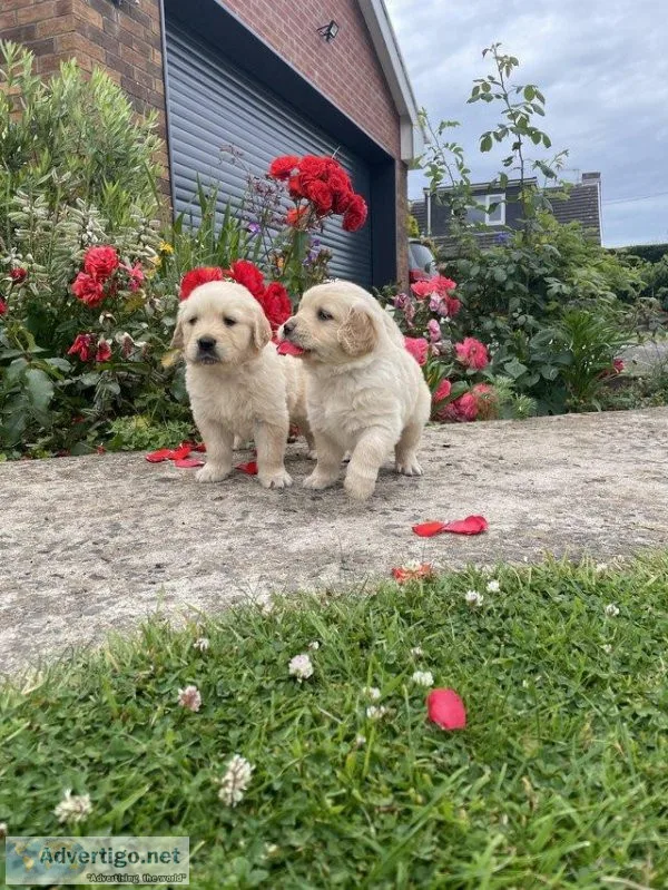 5 Beautiful golden retrievers fully health checked
