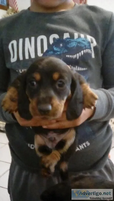 Mini daschunds