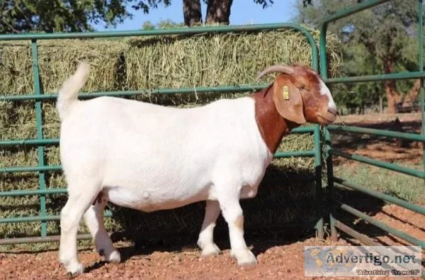 Full Blood Boer Goats buckewes (malefemale)