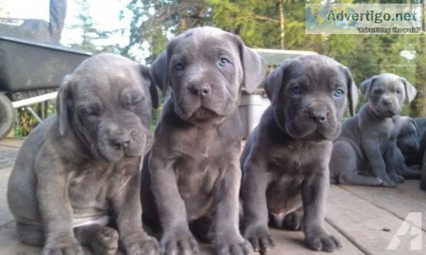 Top Line Cane Corso Puppies