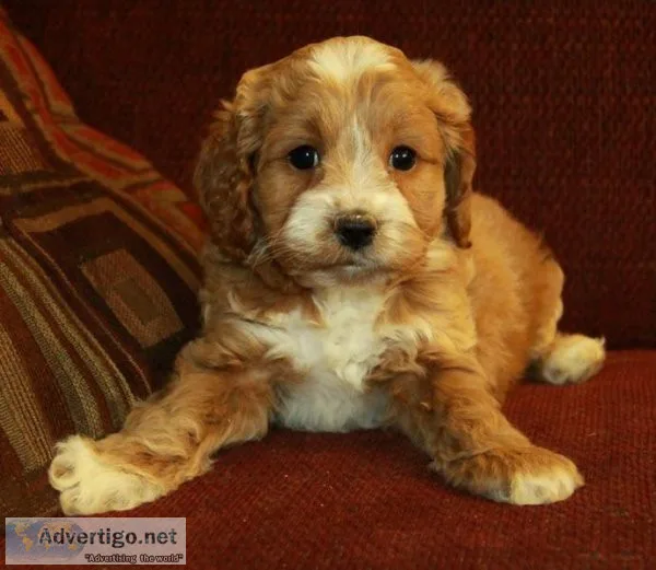 First Generation Cockapoo Puppies