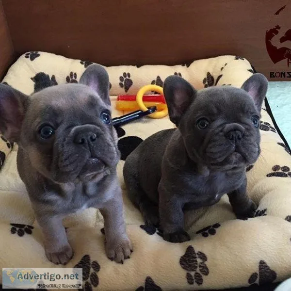 Cute French Bulldog Puppies