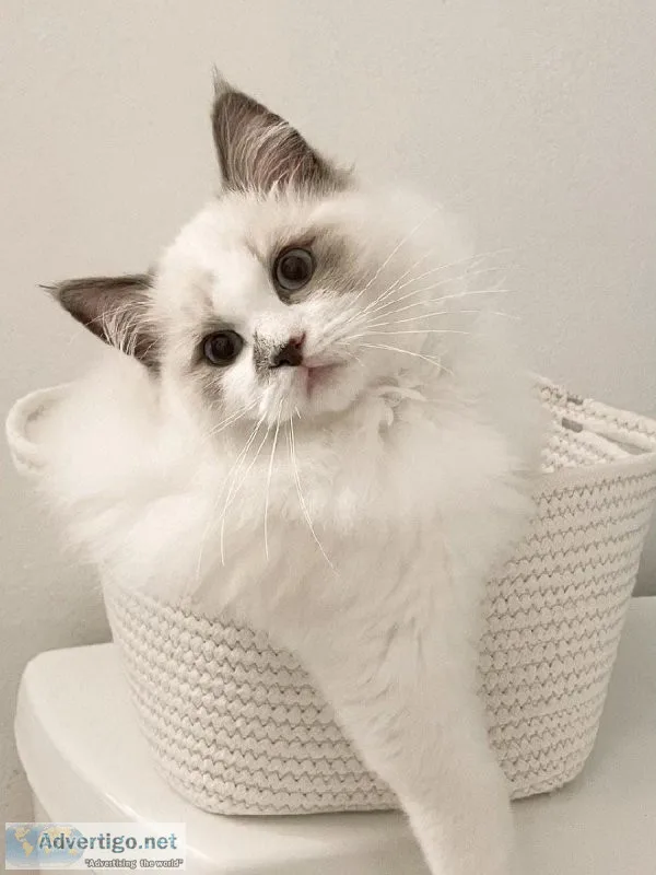 Ragdoll kitty