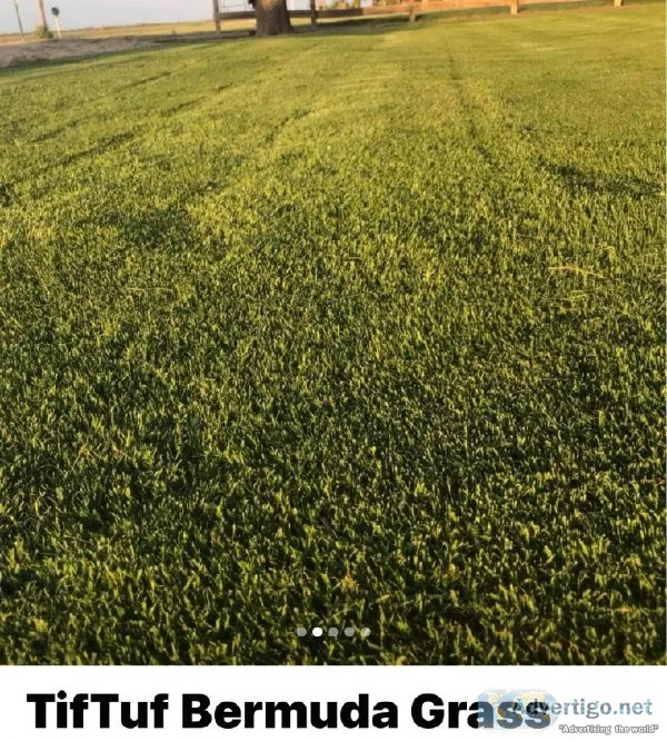 TifTuff Bermuda Grass
