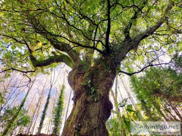 Maintaining Woody AppendagesGrowths On Your Trees