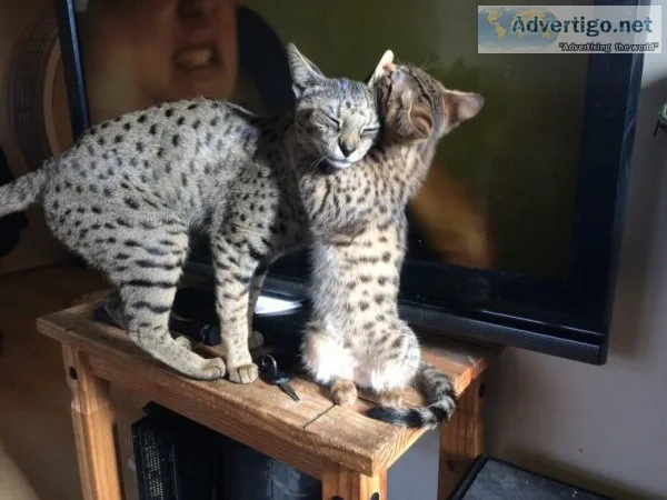 Savannah Kittens