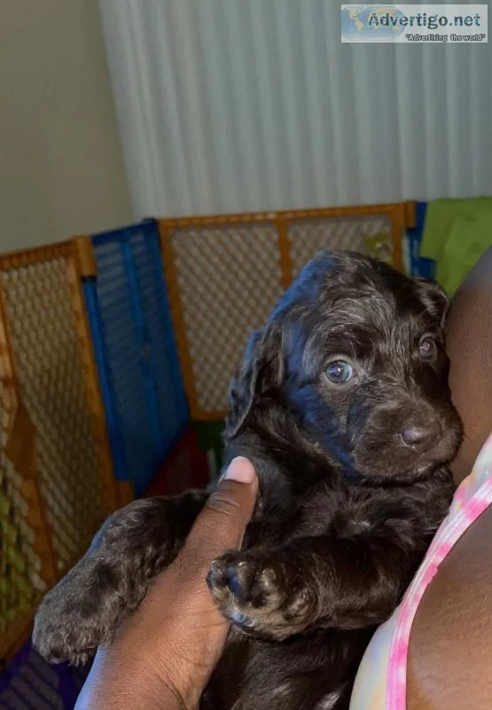 Labradoodle Puppies