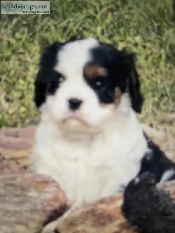 AKC Kila