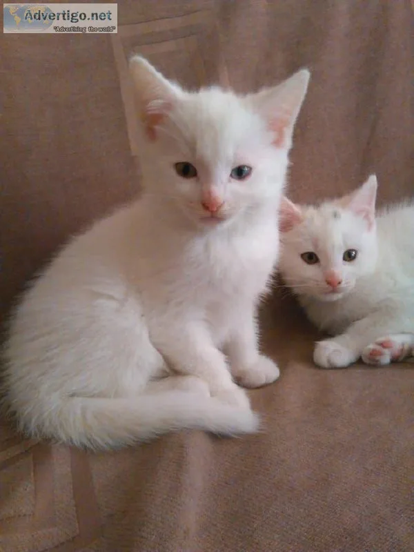 Turkish Angoras Kittens