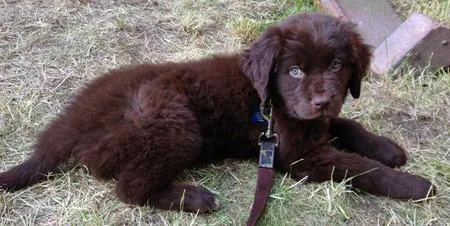 Newfoundland Puppies