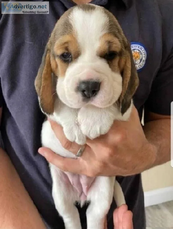 AKC Registered Beagle Pups for sale