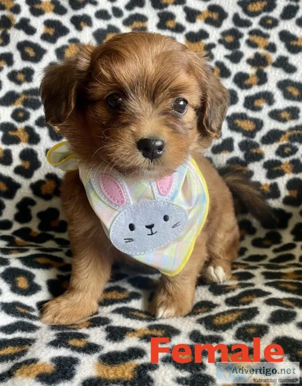 yorkipoo puppies