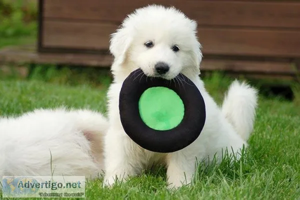 Great Pyrenees Puppies