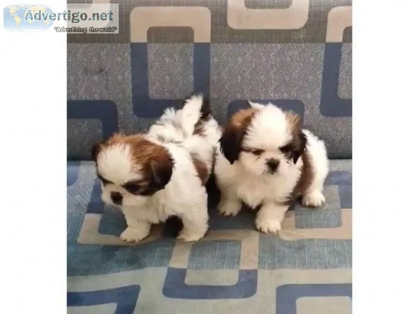Charming Teacup Shih Tzu Pups