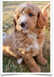 Are you looking for f1b bernedoodle puppies for sale