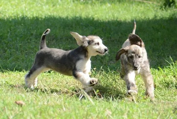 Afghan hound puppies for sale
