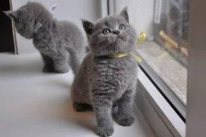 Russian Blue Gorgeous Blue coat Kittens
