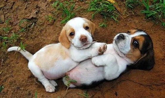 Beagle Puppies For Sale
