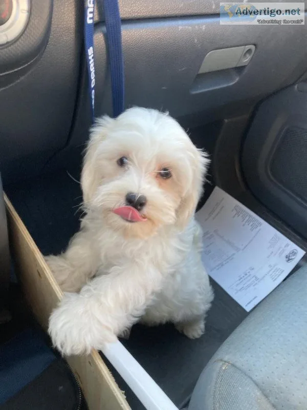 Maltipoo pups