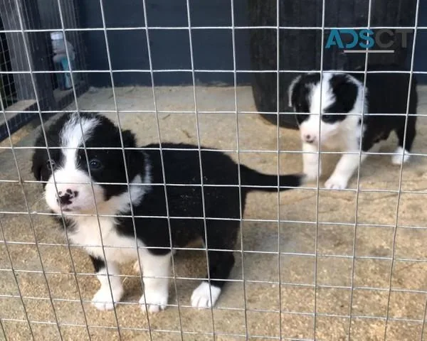 Registered Border Collies Pups