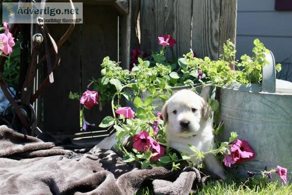 AKC LAB PUPPIES