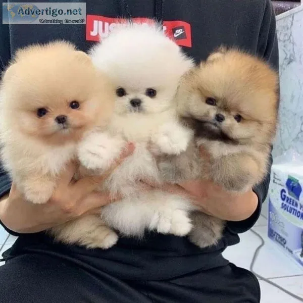 AKC Pomeranian Puppies available