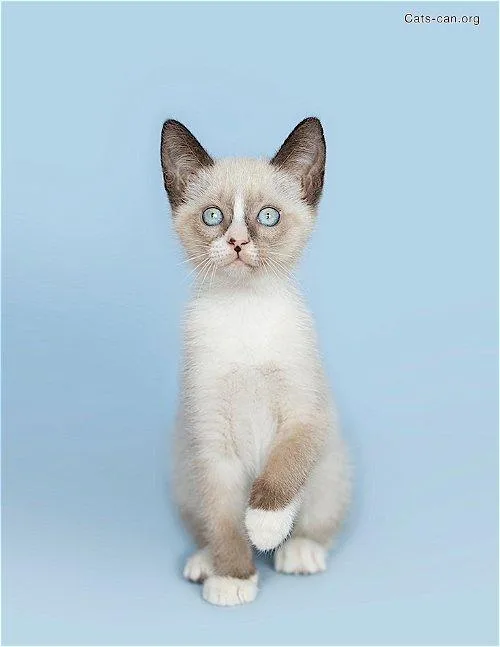 Snowshoe Kittens