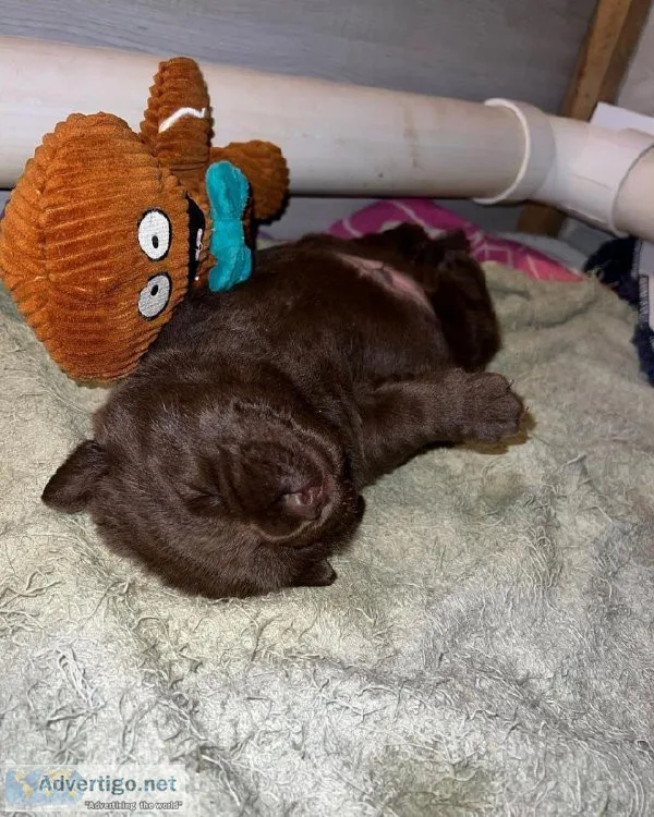 Labrador