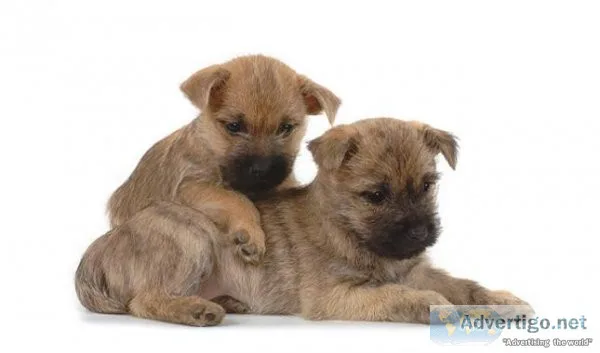 Cairn Terrier Puppies AKC puppies