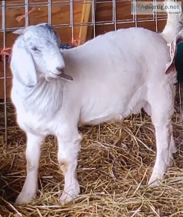 Savanna goats