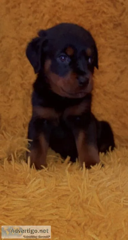 German Rottweilers