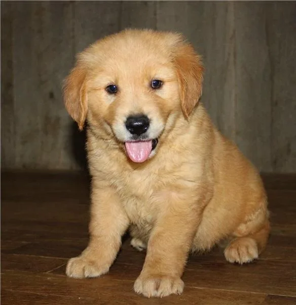 Health Tested Golden Retriever Puppies