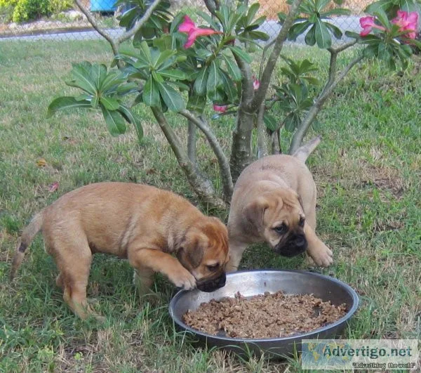 Bullmastiff Puppies AKC Champion Bloodlines