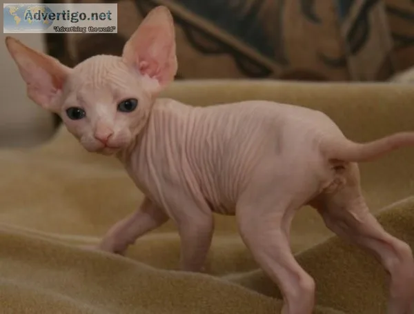 Cute female Sphynx kittens