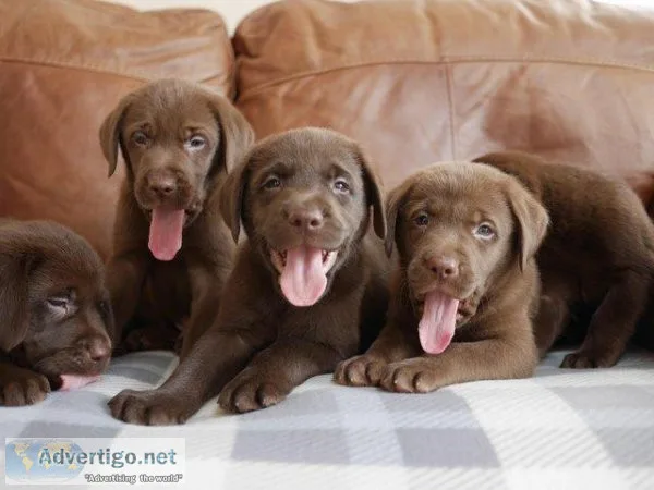 Special Labrador retriever puppies for sale