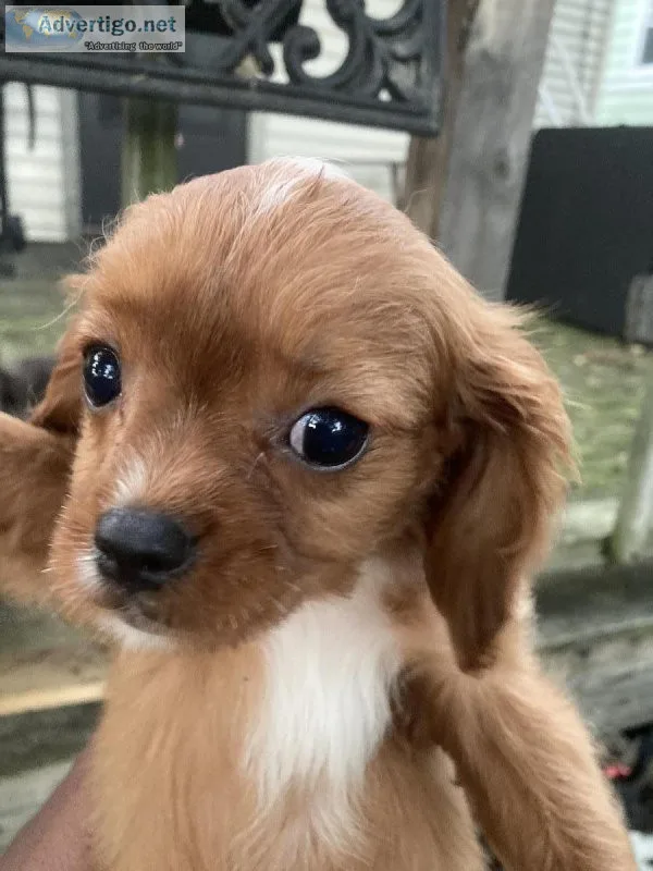 Cava Poo puppies