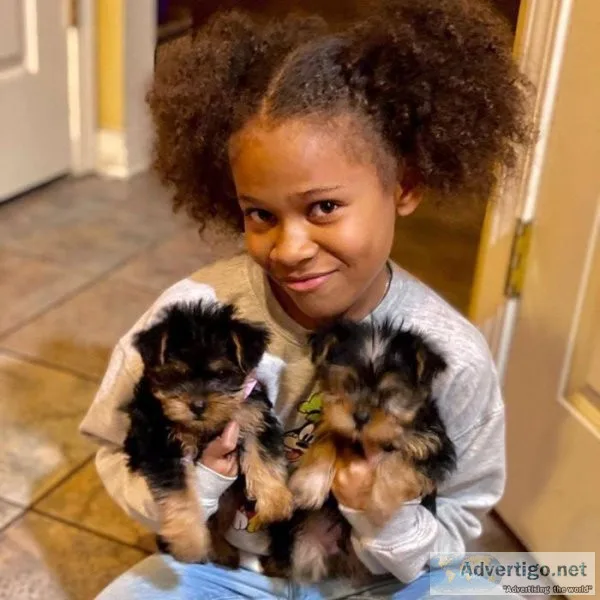 Tiny Teacup Yorkie Puppies for sale to anyone interested